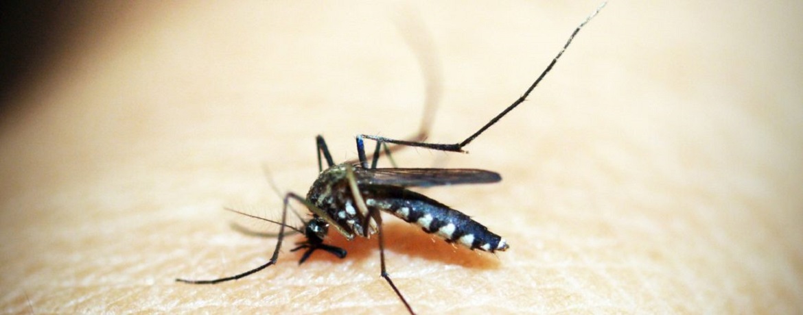 Komary w Polsce. Ryzyko zdrowotne